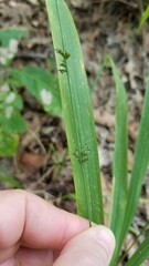 Chasmanthium sessiliflorum