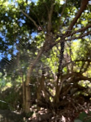 Thelacantha brevispina