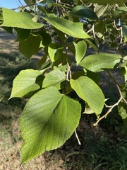 Morus rubra