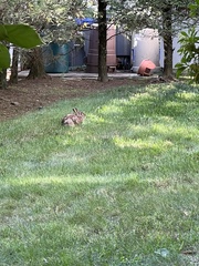 Sylvilagus floridanus