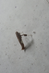 Caloptilia stigmatella