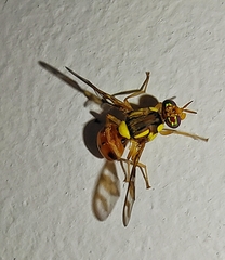 Bactrocera umbrosa