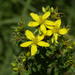 Common St. John's-Wort - Photo (c) Paul Reeves, some rights reserved (CC BY-NC-SA), uploaded by Paul Reeves