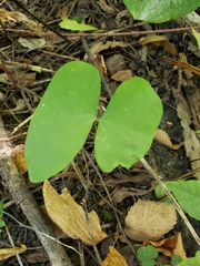 Jeffersonia diphylla