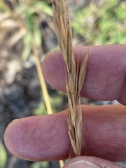 Bromus carinatus