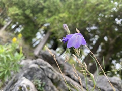 Campanula rotundifolia