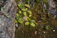 Leptarrhena pyrolifolia