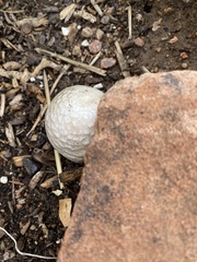 Calvatia booniana