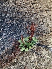 Rumex
