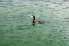 Nannopterum brasilianum