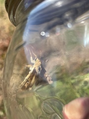 Argyrogramma verruca