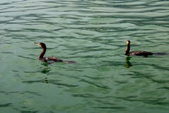 Nannopterum brasilianum