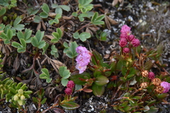 Kalmia microphylla