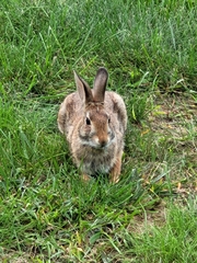 Sylvilagus floridanus