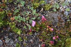 Kalmia microphylla