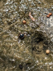 Coptosoma xanthogramma