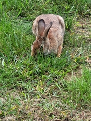 Sylvilagus floridanus