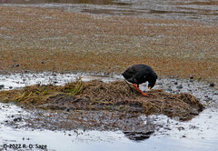 Fulica gigantea