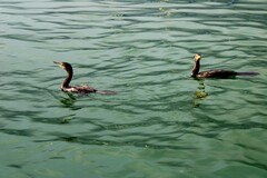 Nannopterum brasilianum