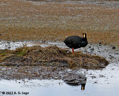 Fulica gigantea
