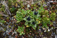 Gentiana glauca
