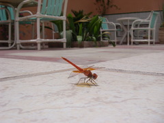 Trithemis kirbyi