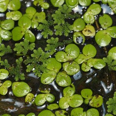 Azolla