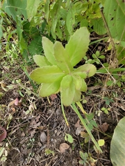 Hylotelephium telephium