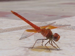 Trithemis kirbyi