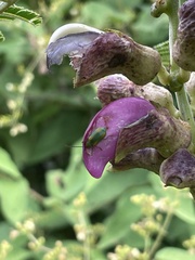 Diabrotica porracea