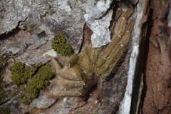 Omothymus violaceopes