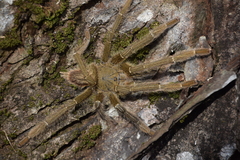 Omothymus violaceopes
