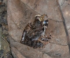 Limnonectes malesianus