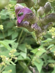 Diabrotica porracea