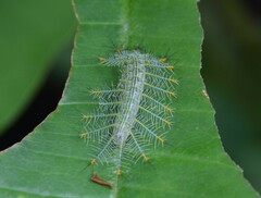 Lexias