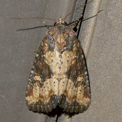 Mesapamea fractilinea