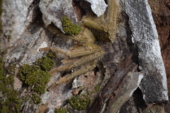 Omothymus violaceopes