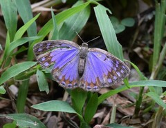 Poritia sumatrae