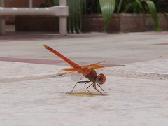 Trithemis kirbyi