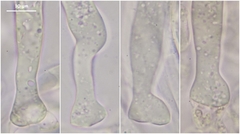 Peziza griseorosea