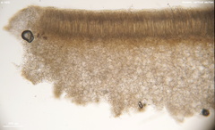 Peziza griseorosea