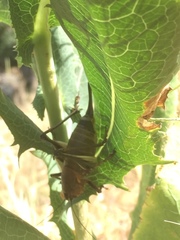 Psorodonotus