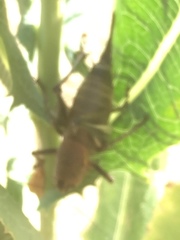 Psorodonotus