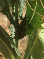 Psorodonotus