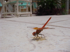 Trithemis kirbyi