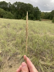 Ammophila breviligulata