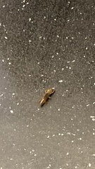 Gryllotalpa orientalis