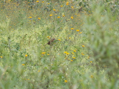 Oriturus superciliosus