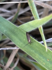 Acoloithus falsarius