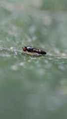 Bertamyia notata